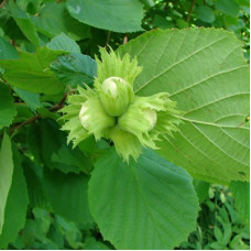 Фундук (Лещина обыкновенная)