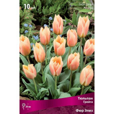 Тюльпан Фюр Элиз