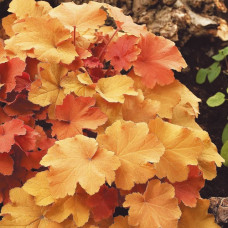 Гейхера гибридная Карамель 