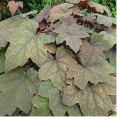 Гейхерелла Арт Деко  