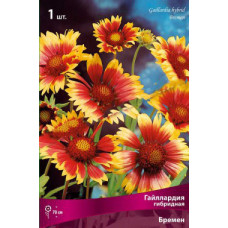 Гайллардия  Бремен (гибридная)