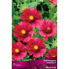 Гайллардия  Меза Ред (гибридная)