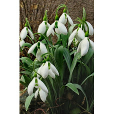 Галантус Элвиса