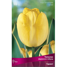 Тюльпан Гарант