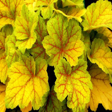 Гейхера гибридная Электра 