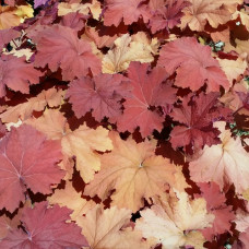 Гейхера гибридная Мега Карамель 