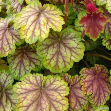 Гейхера гибридная Ван Гог  