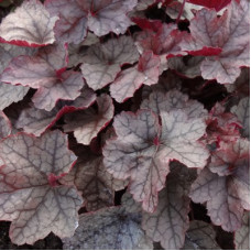 Гейхера американская Регина