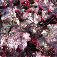 Гейхера Аметист Мист