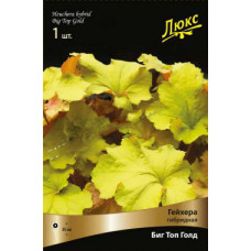 Гейхера Биг Топ Голд (гибридная)