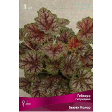 Гейхера Бьюти Колор (гибридная)