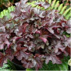 Гейхера гибридная Чекерс