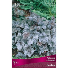 Гейхера Кан Кан (гибридная)