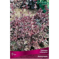 Гейхера Каппучино (гибридная)