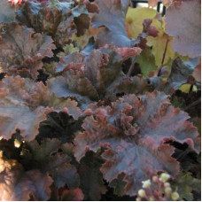 Гейхера гибридная Каппучино