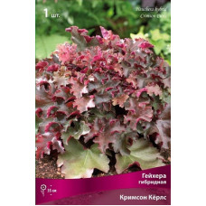 Гейхера Кримсон Кёрлс (гибридная)