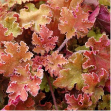 Гейхера гибридная Мармелад