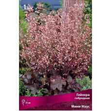 Гейхера Мини Маус (гибридная)