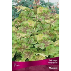 Гейхера Миракл (гибридная)