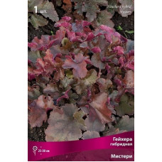 Гейхера Мистери (гибридная)