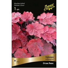 Гейхера Отэм Ливc (гибридная)