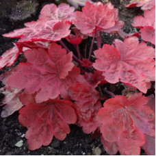 Гейхера гибридная Отэм Ливз