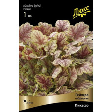 Гейхера Пикассо (гибридная)