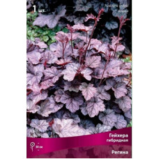 Гейхера Регина (гибридная)