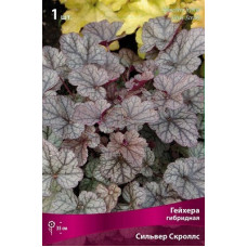 Гейхера Сильвер Скроллс (гибридная)