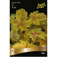 Гейхера Тара (гибридная)