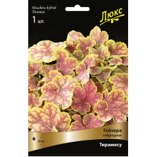 Гейхера Тирамису (гибридная)