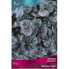 Гейхера Вельвет Найт (гибридная)