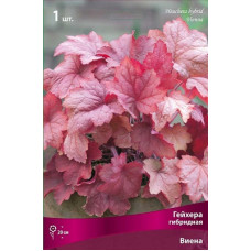Гейхера Виена (гибридная)