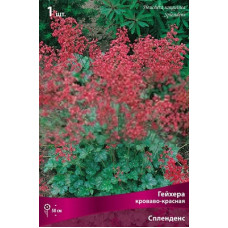 Гейхера Спленденс (кроваво-красная)