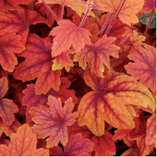 Гейхерелла Свит Ти