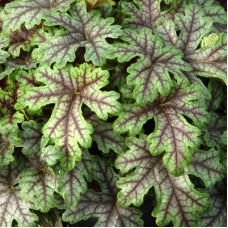 Гейхерелла Тапестри