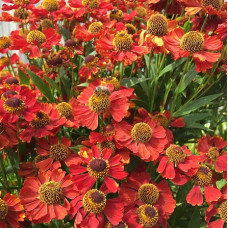 Гелениум осенний Рубинцверг  