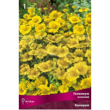 Гелениум Канария (осенний)