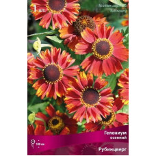 Гелениум Рубинцверг (осенний)