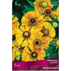 Гелениум Зимбелштерн (осенний)