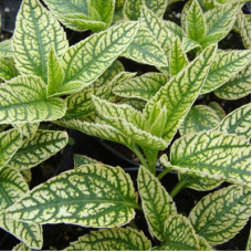 Гелиопсис подсолнечниковидный Лорэйн Саншайн