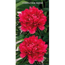 Пион травянистый Генерал Мак-Магон