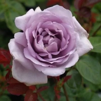 Роза чайно-гибридная Генри Идланд