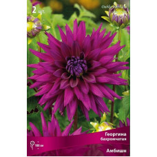 Георгина Амбишн (бахромчатая)