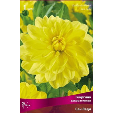 Георгина Сан Леди (декоративная)