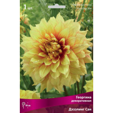 Георгина Дэззлинг Сан (декоративная)