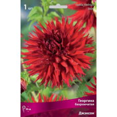 Георгина Джэксон (бахромчатая)