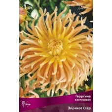 Георгина Эприкот Стар (кактусовая)