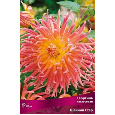 Георгина Шайнин Стар (кактусовая)