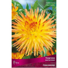 Георгина Спассмахер (кактусовая)